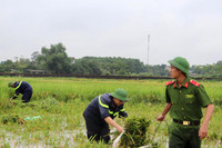 Áo xanh - cầu vai đỏ ngâm mình trong biển nước, cứu lúa giúp người dân