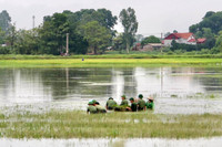 Áo xanh - cầu vai đỏ ngâm mình trong biển nước, cứu lúa giúp người dân