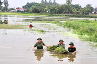 Áo xanh - cầu vai đỏ ngâm mình trong biển nước, cứu lúa giúp người dân