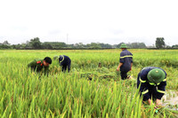 Áo xanh - cầu vai đỏ ngâm mình trong biển nước, cứu lúa giúp người dân