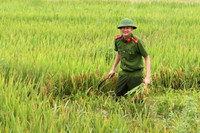 Áo xanh - cầu vai đỏ ngâm mình trong biển nước, cứu lúa giúp người dân