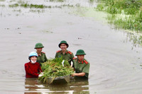 Áo xanh - cầu vai đỏ ngâm mình trong biển nước, cứu lúa giúp người dân