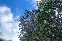 Cận cảnh đỉnh Fansipan huyền ảo trong băng tuyết 