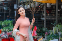 Say đắm vẻ đẹp thiếu nữ Hà Thành bên hoa đào Nhật Tân nở sớm