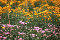 Những hình ảnh đẹp về làng hoa Khương Hạ