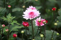 Những hình ảnh đẹp về làng hoa Khương Hạ