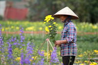 Những hình ảnh đẹp về làng hoa Khương Hạ