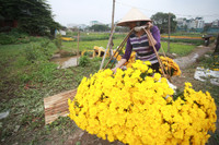 Những hình ảnh đẹp về làng hoa Khương Hạ