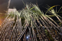 Người dân Thủ đô mua mía lộc, túi muối cầu may đầu năm mới