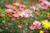 Những hình ảnh đẹp về làng hoa Khương Hạ