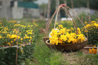 Những hình ảnh đẹp về làng hoa Khương Hạ