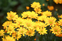 Những hình ảnh đẹp về làng hoa Khương Hạ