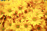 Những hình ảnh đẹp về làng hoa Khương Hạ