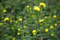 Những hình ảnh đẹp về làng hoa Khương Hạ