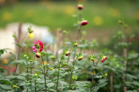 Những hình ảnh đẹp về làng hoa Khương Hạ