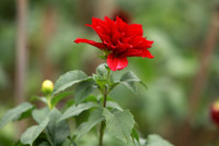 Những hình ảnh đẹp về làng hoa Khương Hạ