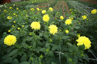 Những hình ảnh đẹp về làng hoa Khương Hạ