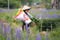 Những hình ảnh đẹp về làng hoa Khương Hạ