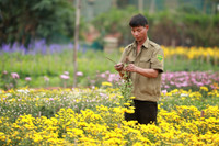 Những hình ảnh đẹp về làng hoa Khương Hạ