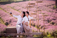 Khám phá thung lũng hoa bách nhật tím hồng đẹp nhất Hà Nội 