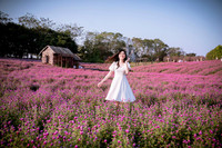 Khám phá thung lũng hoa bách nhật tím hồng đẹp nhất Hà Nội 