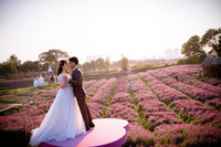 Khám phá thung lũng hoa bách nhật tím hồng đẹp nhất Hà Nội 