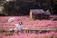 Khám phá thung lũng hoa bách nhật tím hồng đẹp nhất Hà Nội 