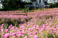 Khám phá thung lũng hoa bách nhật tím hồng đẹp nhất Hà Nội 