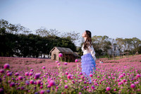 Khám phá thung lũng hoa bách nhật tím hồng đẹp nhất Hà Nội 