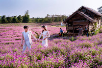 Khám phá thung lũng hoa bách nhật tím hồng đẹp nhất Hà Nội 