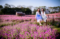 Khám phá thung lũng hoa bách nhật tím hồng đẹp nhất Hà Nội 