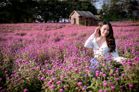 Khám phá thung lũng hoa bách nhật tím hồng đẹp nhất Hà Nội 