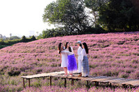 Khám phá thung lũng hoa bách nhật tím hồng đẹp nhất Hà Nội 