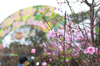 Hà Nội nhộn nhịp ở các chợ hoa ngày giáp Tết