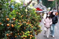 Rực rỡ sắc màu không gian chợ hoa Hàng Lược