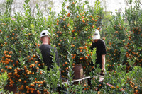 Hà Nội nhộn nhịp ở các chợ hoa ngày giáp Tết