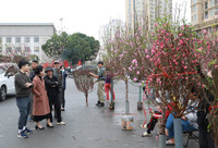 Hà Nội nhộn nhịp ở các chợ hoa ngày giáp Tết
