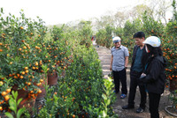 Hà Nội nhộn nhịp ở các chợ hoa ngày giáp Tết