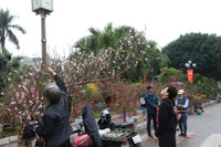 Hà Nội nhộn nhịp ở các chợ hoa ngày giáp Tết