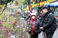 Rực rỡ sắc màu không gian chợ hoa Hàng Lược