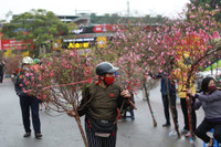 Hà Nội nhộn nhịp ở các chợ hoa ngày giáp Tết