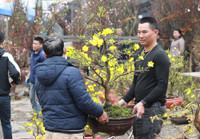 Hà Nội nhộn nhịp ở các chợ hoa ngày giáp Tết