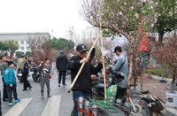 Hà Nội nhộn nhịp ở các chợ hoa ngày giáp Tết