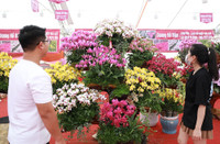 Hà Nội nhộn nhịp ở các chợ hoa ngày giáp Tết