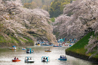 Ngắm hoa anh đào nở sớm ở Nhật Bản