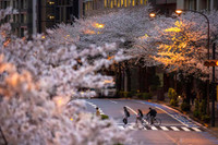 Ngắm hoa anh đào nở sớm ở Nhật Bản