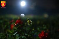 Đêm trắng ở làng hoa Khương Hạ