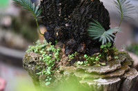 Ngắm bonsai mini giá hàng chục triệu đồng ở Hà Nội