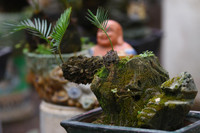 Ngắm bonsai mini giá hàng chục triệu đồng ở Hà Nội