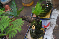 Ngắm bonsai mini giá hàng chục triệu đồng ở Hà Nội